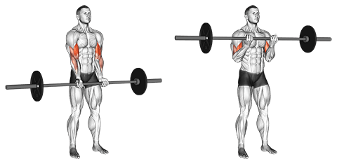 barbell bicep curl